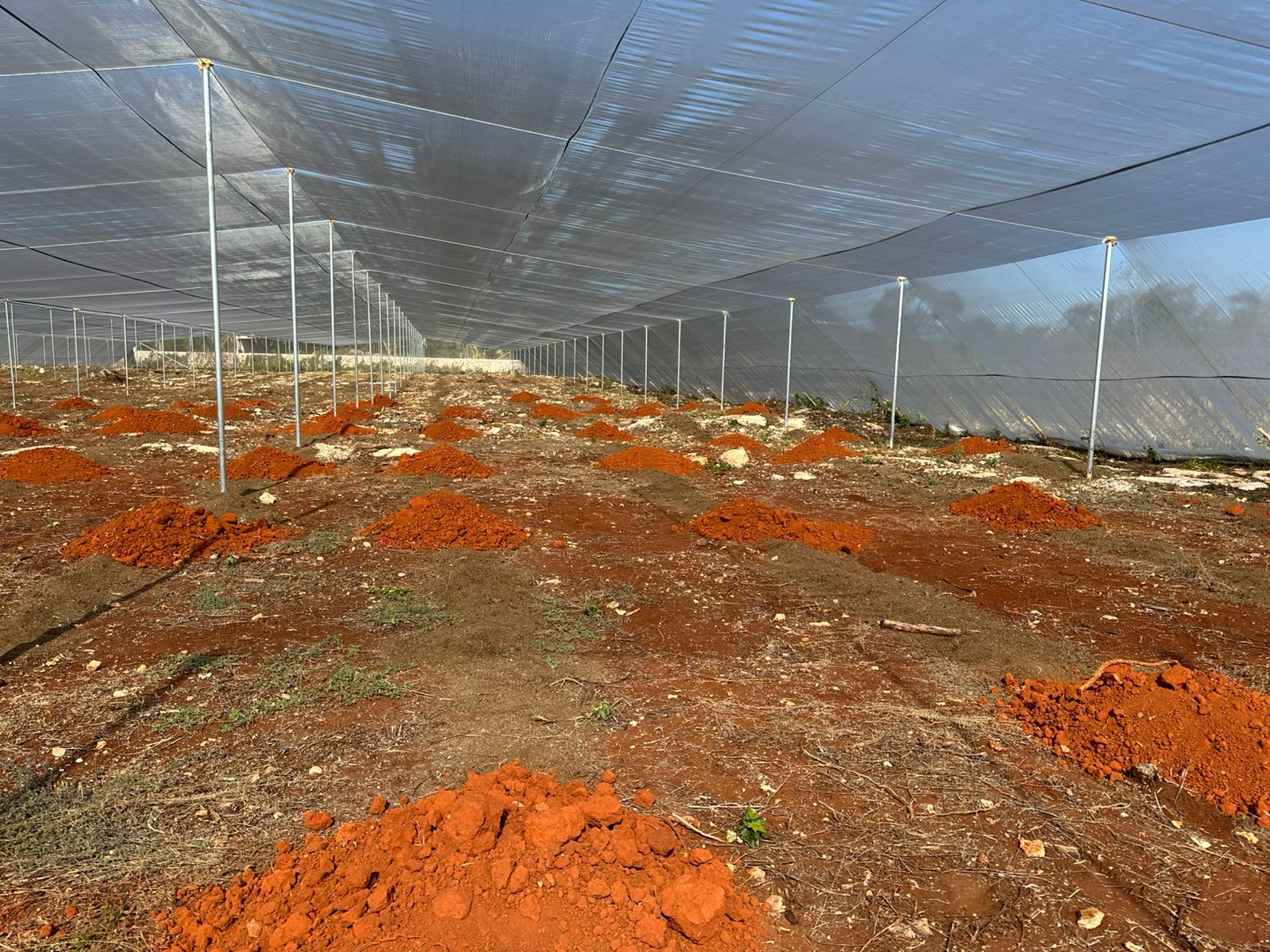 YUUM — seedling held by hand, transplant day