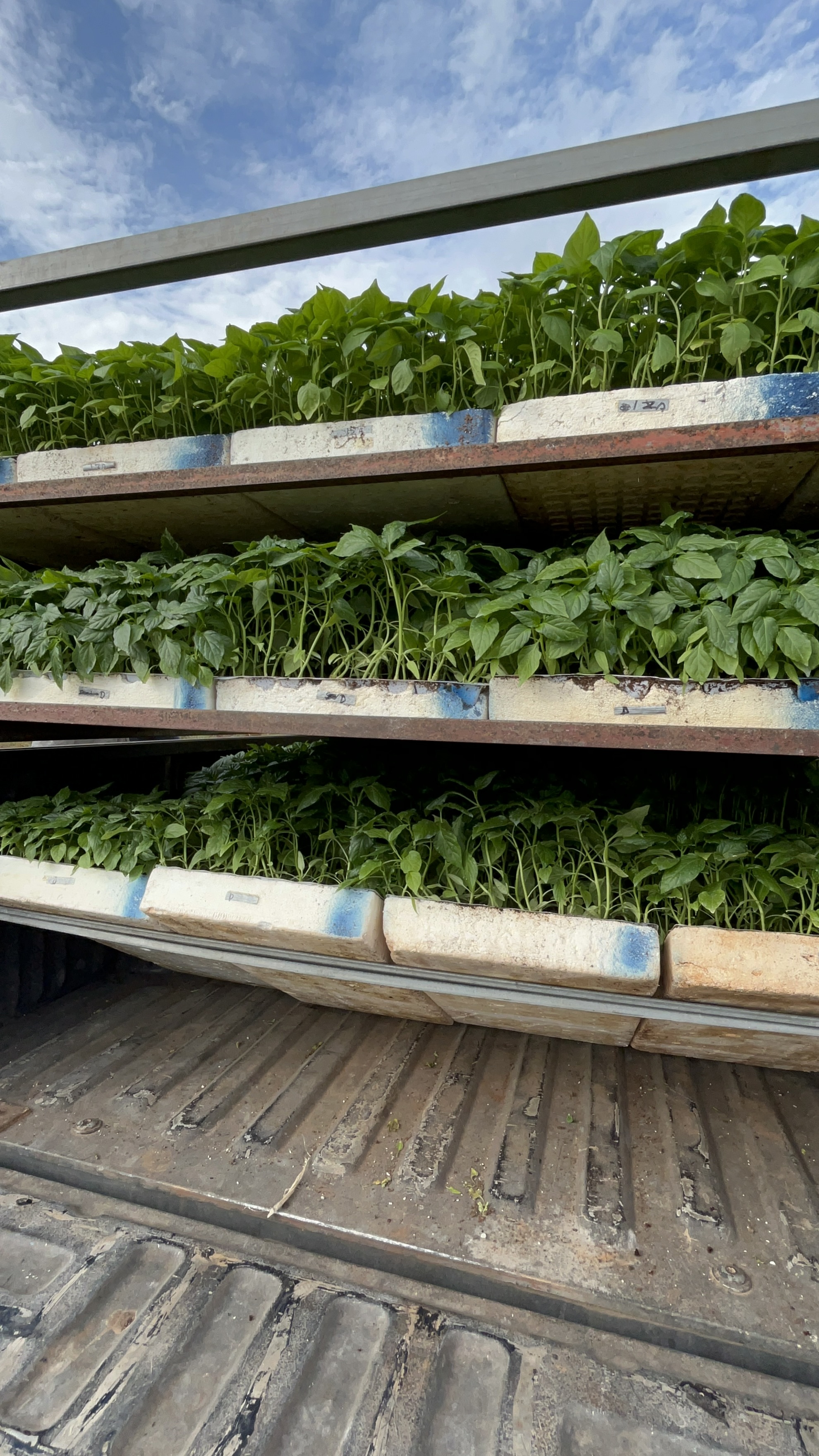 YUUM — 8,000 pepper seedlings, transport day