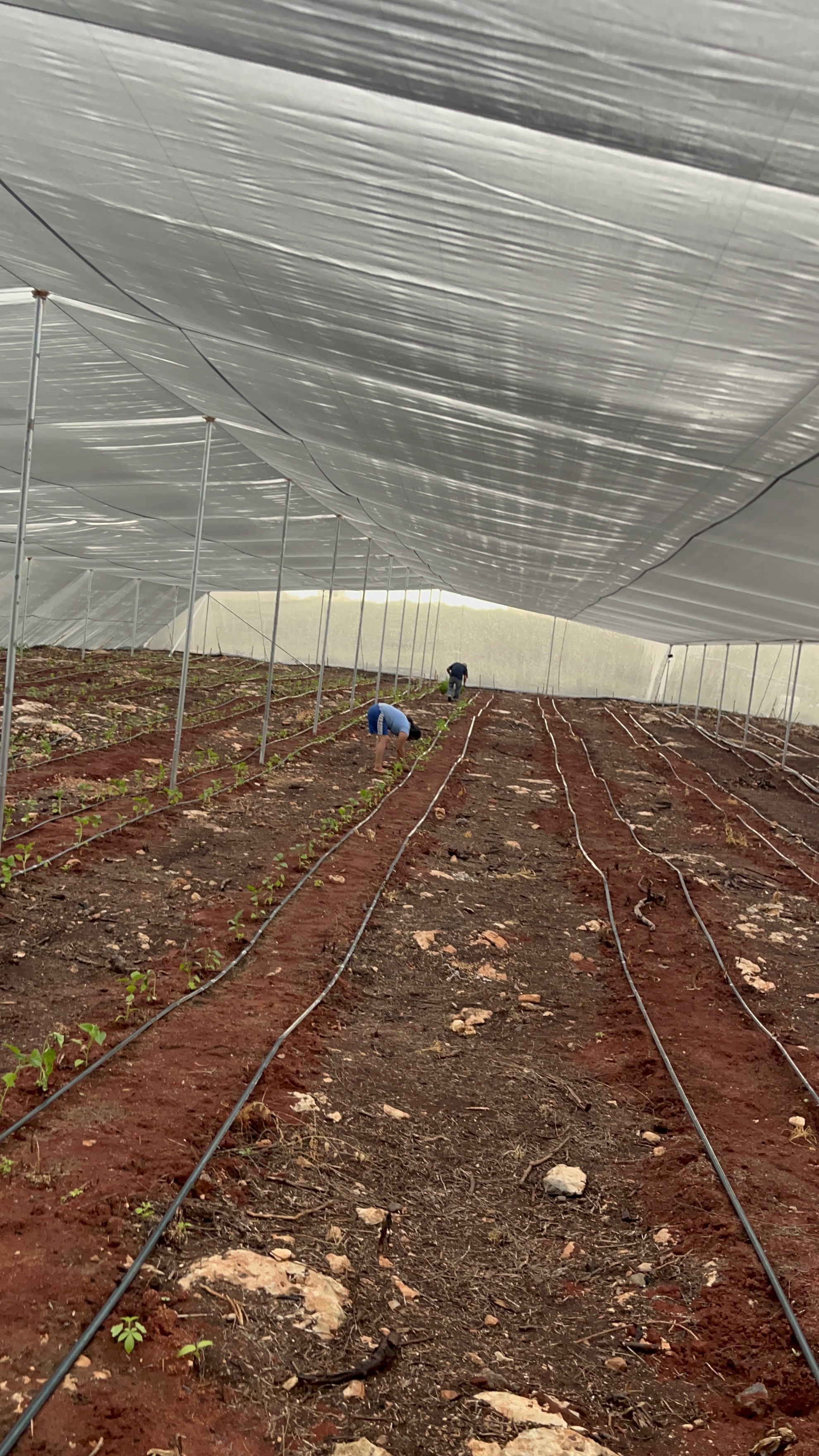 YUUM — drip irrigation, shade house interior