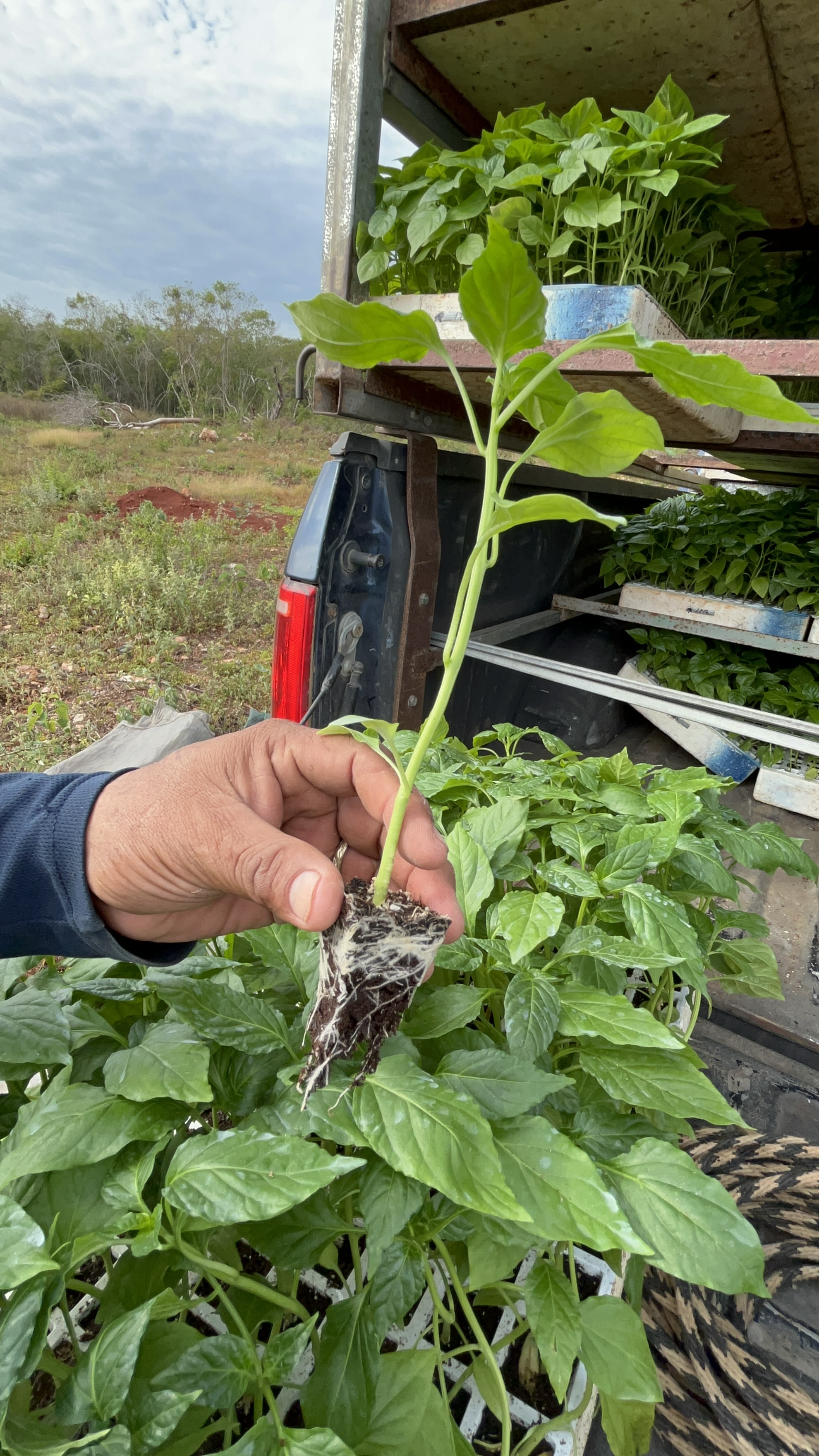 YUUM — 8,000 seedlings, Yucatán nursery