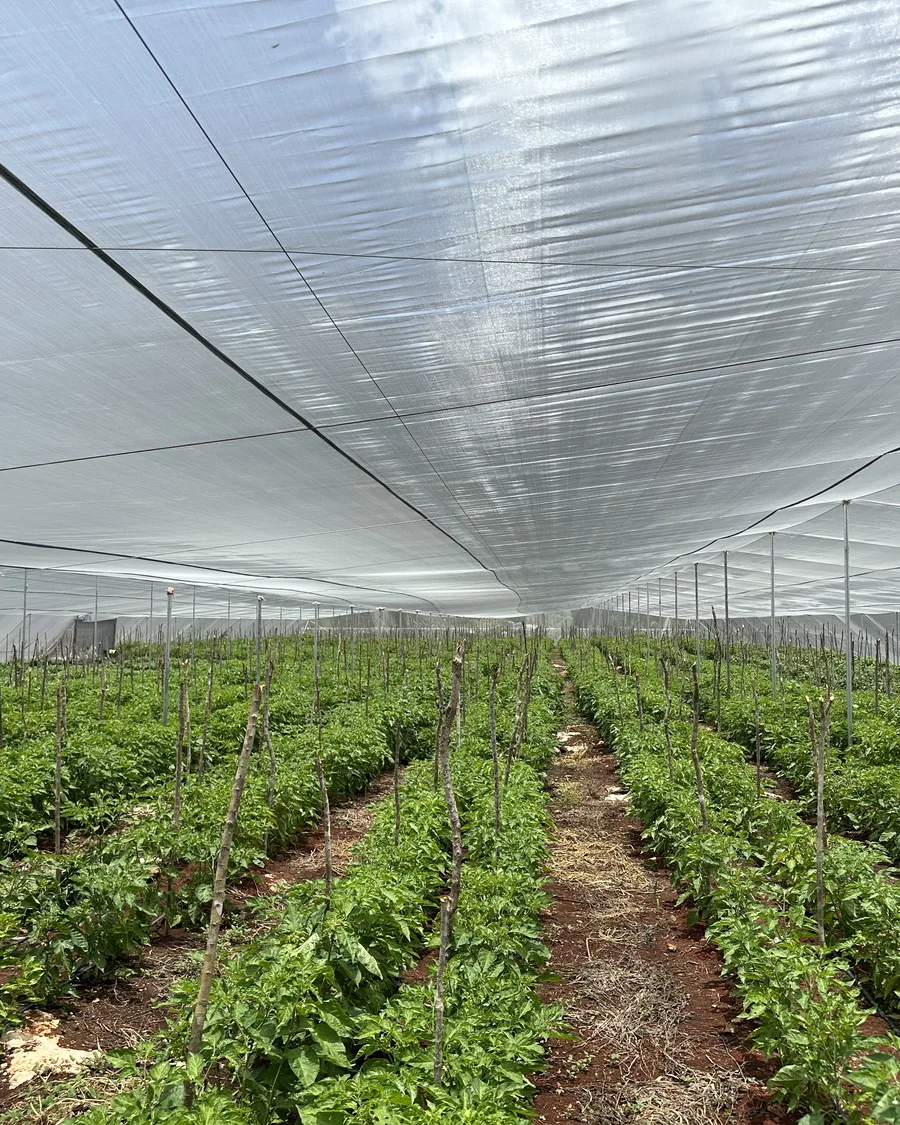The rows