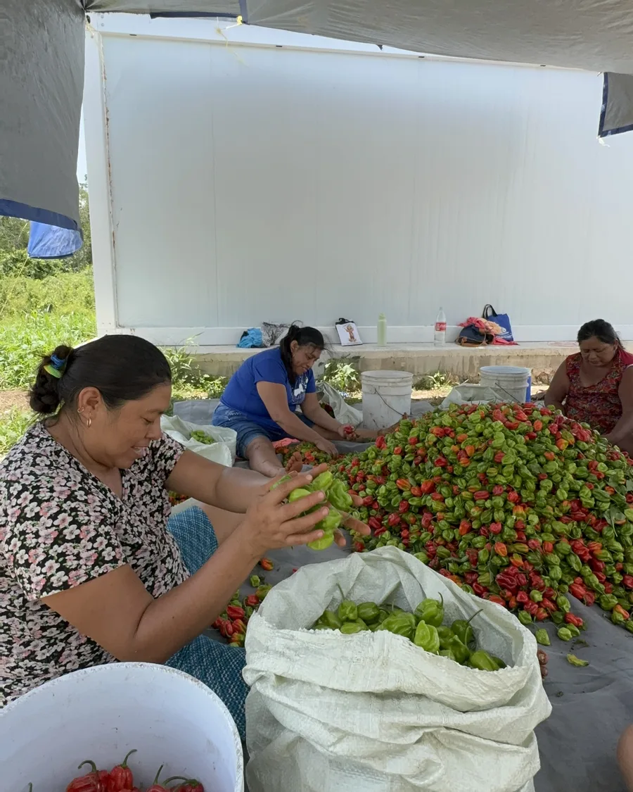 Sorting the harvest under the tarp